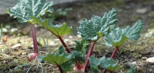 Why rhubarb leaves turn red: diseases and pests and how to get rid of them