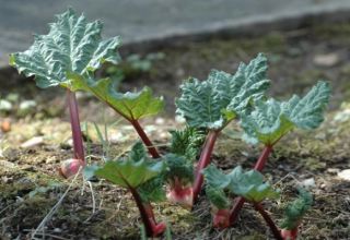 Pourquoi les feuilles de rhubarbe deviennent rouges: maladies et ravageurs et comment s'en débarrasser