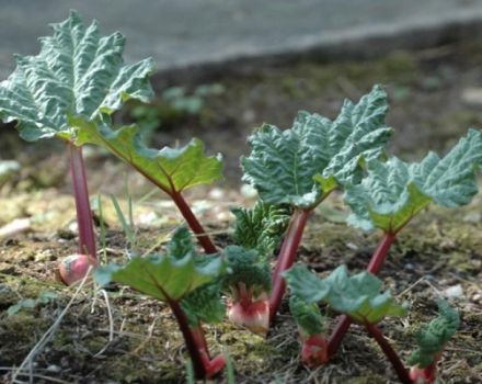 Pourquoi les feuilles de rhubarbe deviennent rouges: maladies et ravageurs et comment s'en débarrasser