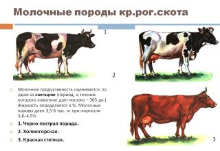 Какви фактори влияят върху производството на мляко при кравите и методите за определяне