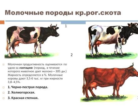 What factors affect milk production in cows and methods of determination