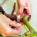 Instructions on how to properly plant a rose on a rosehip in the fall