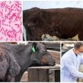 Symptoms and diagnosis of paratuberculosis in cattle, treatment instructions