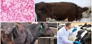 Gejala dan diagnosis paratuberculosis pada lembu, arahan untuk rawatan