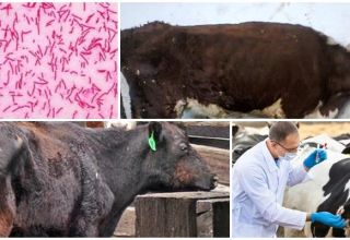 Gejala dan diagnosis paratuberculosis pada lembu, arahan untuk rawatan