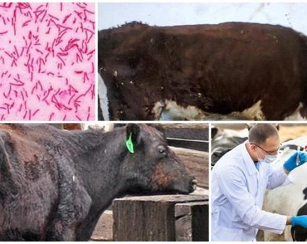 Gejala dan diagnosis paratuberculosis pada lembu, arahan untuk rawatan