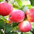 Description de la variété précoce de pomme Aloe et caractéristiques de rendement