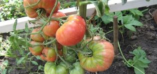 Caractéristiques et description des variétés de tomates sans dimension