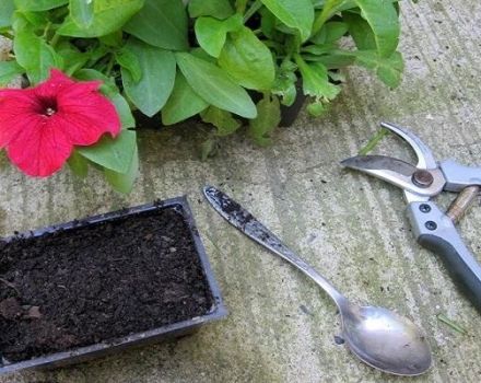 How to cut petunia in the fall at home