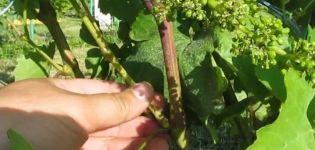 Why do you need to pinch grapes in June and July and how to properly remove excess shoots