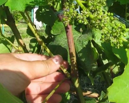 ¿Por qué necesita pellizcar las uvas en junio y julio y cómo eliminar correctamente el exceso de brotes?