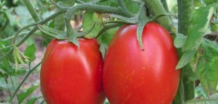 Penerangan mengenai varieti tomato Gloria dan ciri-cirinya