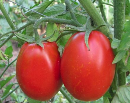 Description de la variété de tomates Gloria et de ses caractéristiques