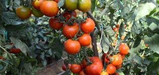 Caractéristiques et description de la variété de tomate Klusha, son rendement