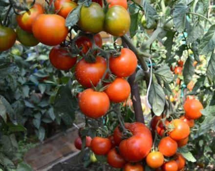 Características y descripción de la variedad de tomate Klusha, su rendimiento.