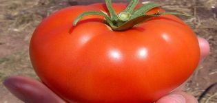 Characteristics and description of the tomato variety Snezhana