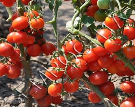 Vazoninių raudonųjų pomidorų veislės aprašymas, auginimo ir priežiūros ypatybės