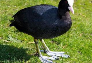 Noms et 5 variétés de canards noirs, lequel est préférable de choisir et comment garder