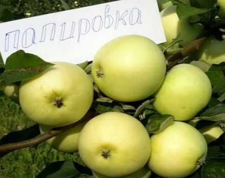 Description de la variété de pomme Fille Papirovka et les particularités de sa culture, l'histoire de la sélection