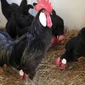 Caractéristiques et description des poulets de Minorque, règles d'élevage