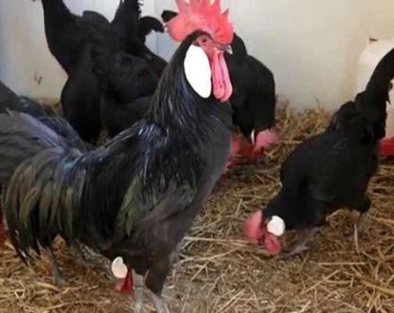 Ciri dan keterangan mengenai ayam Minorca, peraturan pemeliharaan