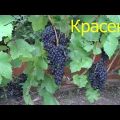 Description and characteristics of the Krassen grape variety, breeding history and cultivation features