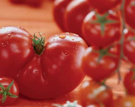 Description of the tomato variety Admiralteysky and its characteristics