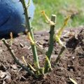 Comment planter et faire pousser des rosiers à l'automne en plein champ