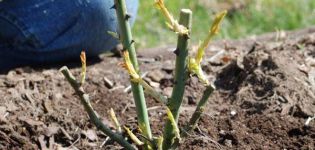 Cómo plantar y cultivar rosales en otoño en campo abierto.