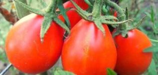 Description et caractéristiques de la variété de tomate Red Pear