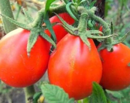 Descripción y características de la variedad de tomate Red Pear