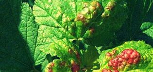 How to deal with currant anthracnose, symptoms and treatment of the disease