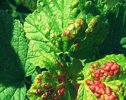 Cara mengatasi anthracnose, gejala dan rawatan penyakit currant