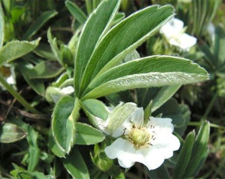 Reglas para el uso de cinquefoil blanco, propiedades útiles y contraindicaciones.