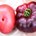 Ciri-ciri varieti tomato Azure Giant dan Early Giant, ulasan dan hasil