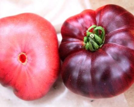 Ciri-ciri varieti tomato Azure Giant dan Early Giant, ulasan dan hasil