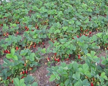 Is it possible to plant different varieties of strawberries next to each other on the same bed