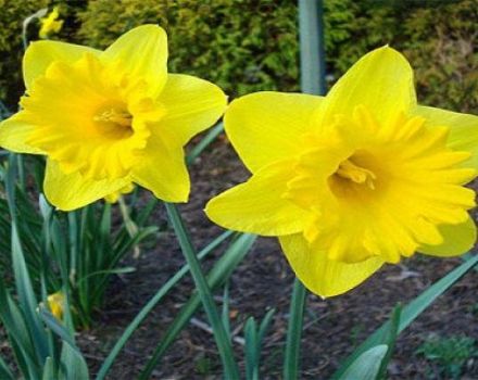 Descripción de la variedad de narcisos Dutch Master, reglas de plantación y cuidado.