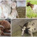 What to do if a goat does not stand up after lambing and treatment methods