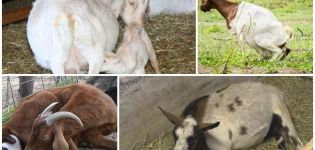 What to do if a goat does not stand up after lambing and treatment methods