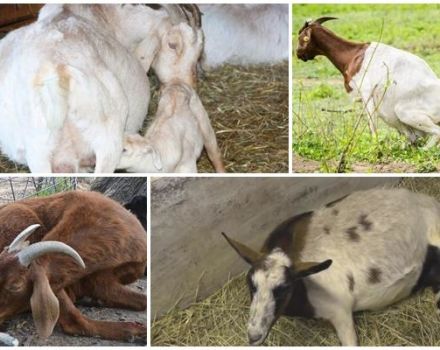 What to do if a goat does not stand up after lambing and treatment methods