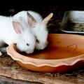 Instructions for the use of iodine for rabbits and how to give for prevention