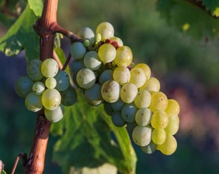 How can a grape variety be identified by the appearance of the leaves and the taste of the fruit?