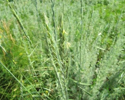 Propiedades medicinales y contraindicaciones de la hierba de trigo rastrera, recetas de medicina tradicional.