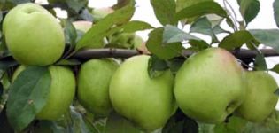 Characteristics of the apple variety Sokolovskoye, description of the fruits, yield and winter hardiness