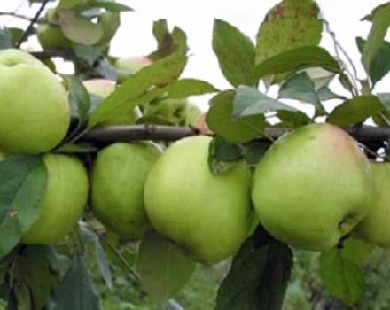 Características de la variedad de manzana Sokolovskoye, descripción de los frutos, rendimiento y resistencia al invierno.