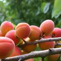 Características de la variedad de albaricoque Champion of the North, descripción de frutos y resistencia a las heladas