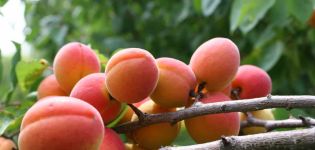 Características de la variedad de albaricoque Champion of the North, descripción de frutos y resistencia a las heladas