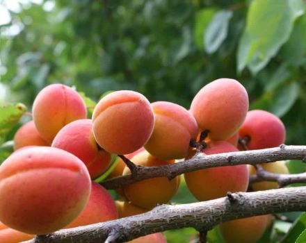 Caractéristiques de la variété d'abricot Champion of the North, description des fruits et résistance au gel