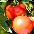 Description of the tomato variety Bulat and its characteristics